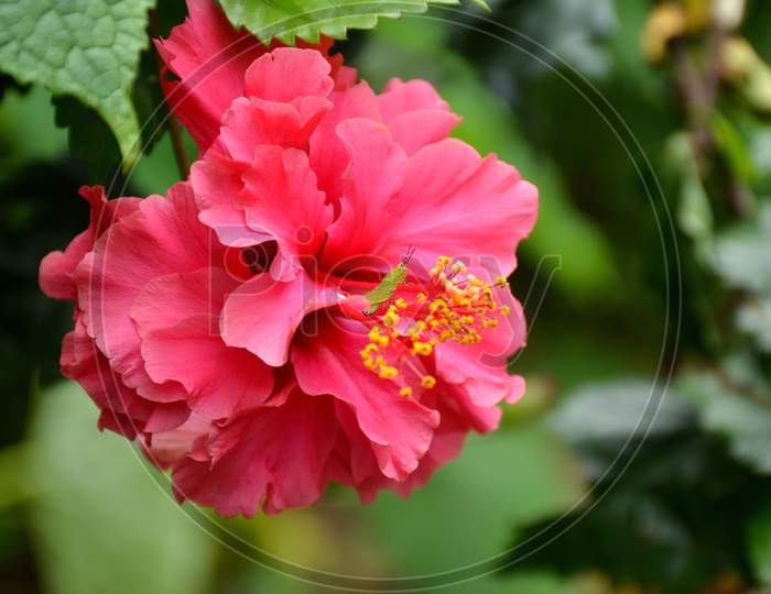 Beautiful Pink Color Flower Of Hibiscus With Green Leaves And Branch.