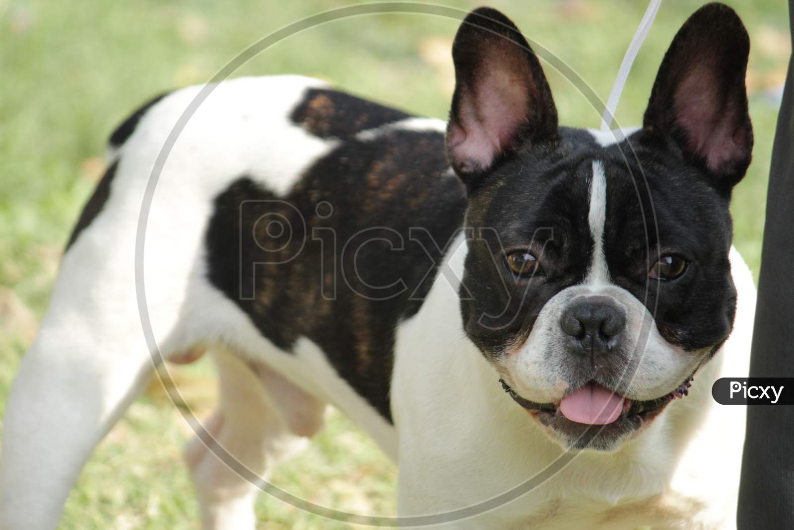Black & white color 'Boston Terrier' Dog breed standing and panting on a field.