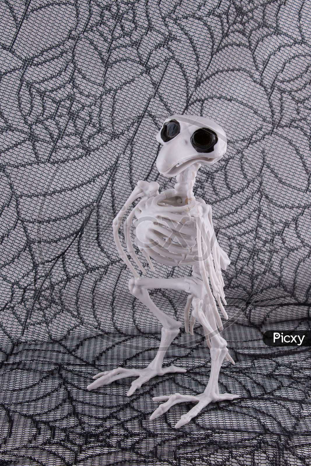 Halloween decor skeleton crow on a spider web background