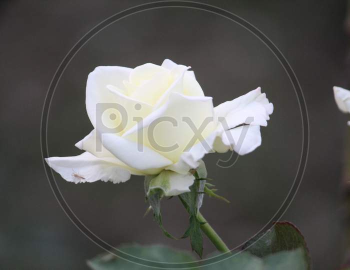 White Rose closeup with a little yellow mixed in it on a bright day.