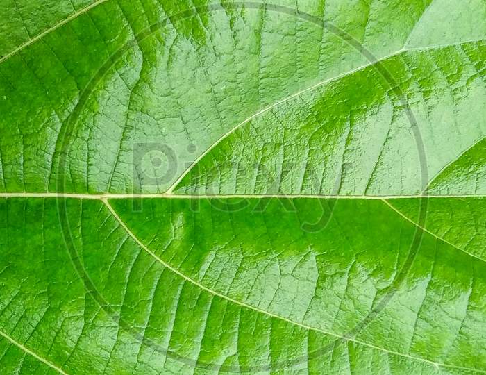 Detail Image Of A Fine Green Leaf