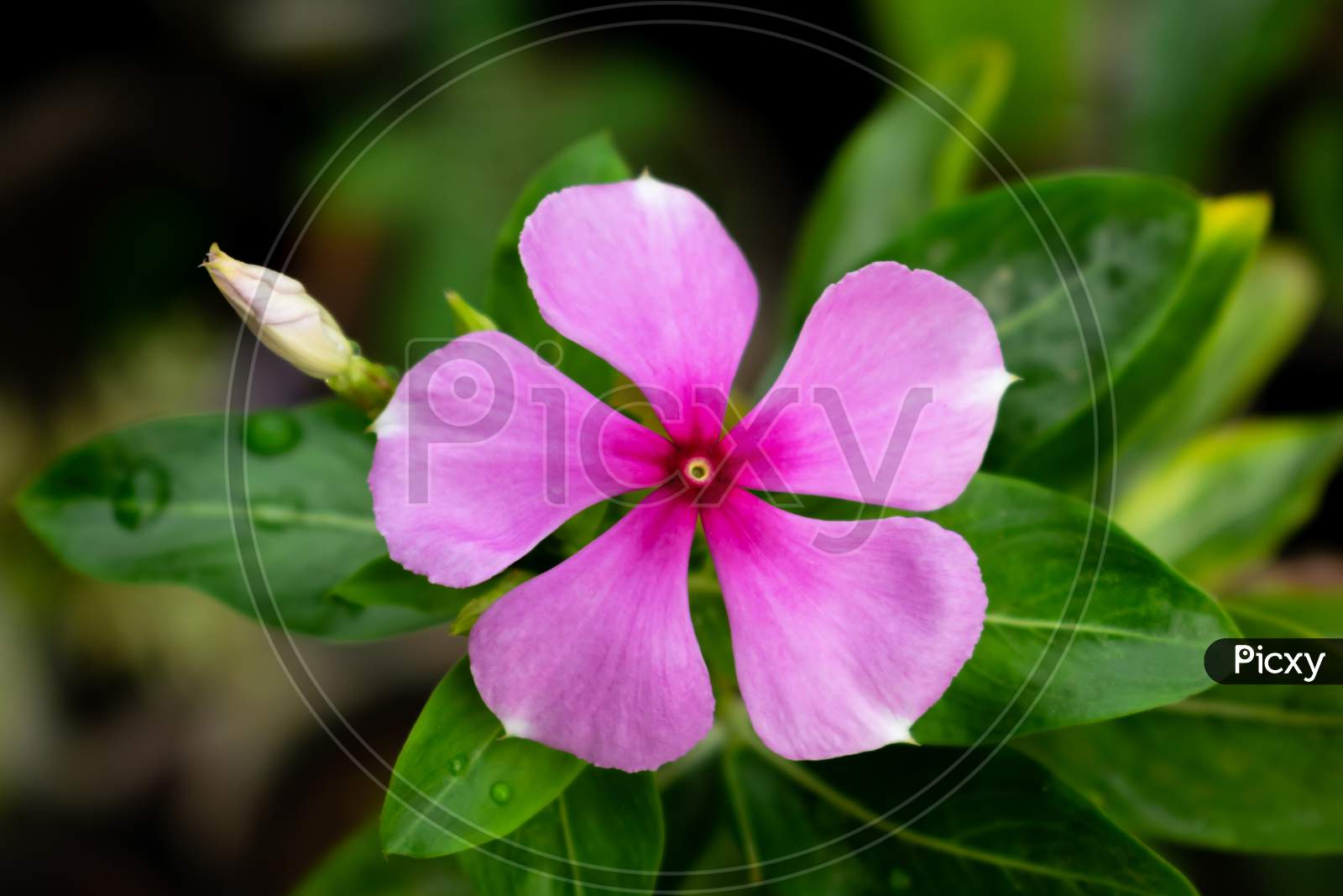 beautiful pink flower sadabhar or rose periwinkle,Catharanthus roseus, commonly known as bright eyes, Cape periwinkle, graveyard plant, Madagascar periwinkle, old maid, pink periwinkle view.