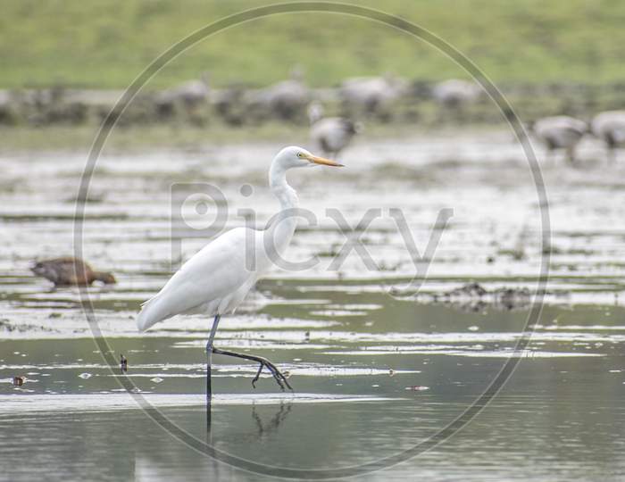 Birds, Great Egret  Walking On The Water