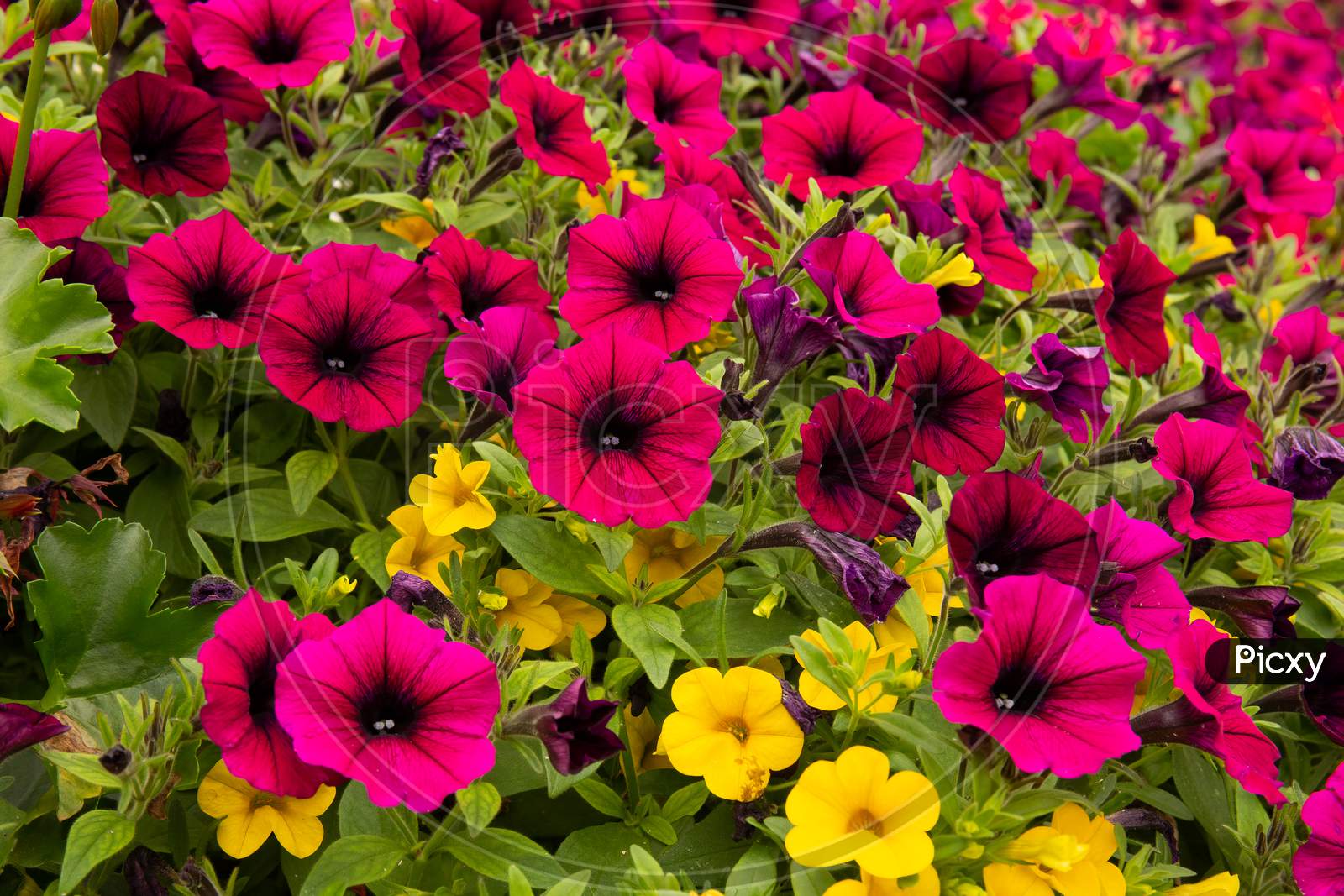 Colorful close-up of Petunias in flower bed.