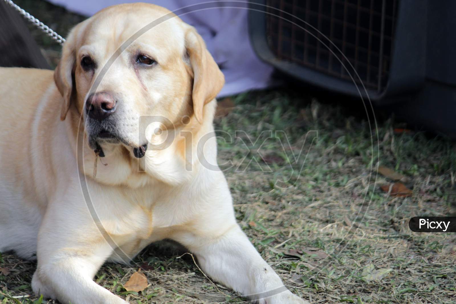 Golden white colored 'Labrador Retriever' Dog resting and sitting.