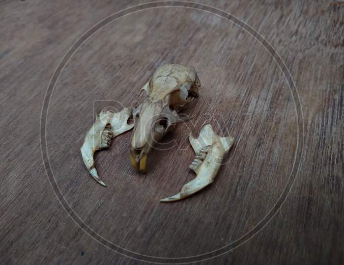 Rat skull and teeth on a wooden table