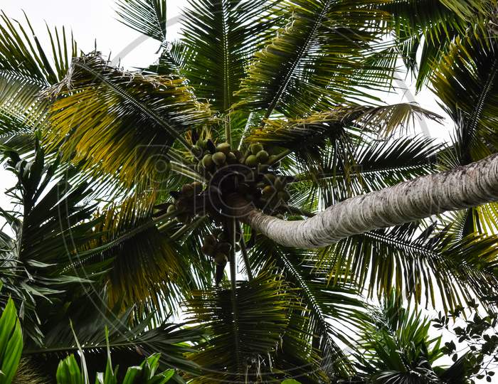 Fresh Coconut On Coconut Tree In Kerala. Bunch Of Coconuts.View From Below.
