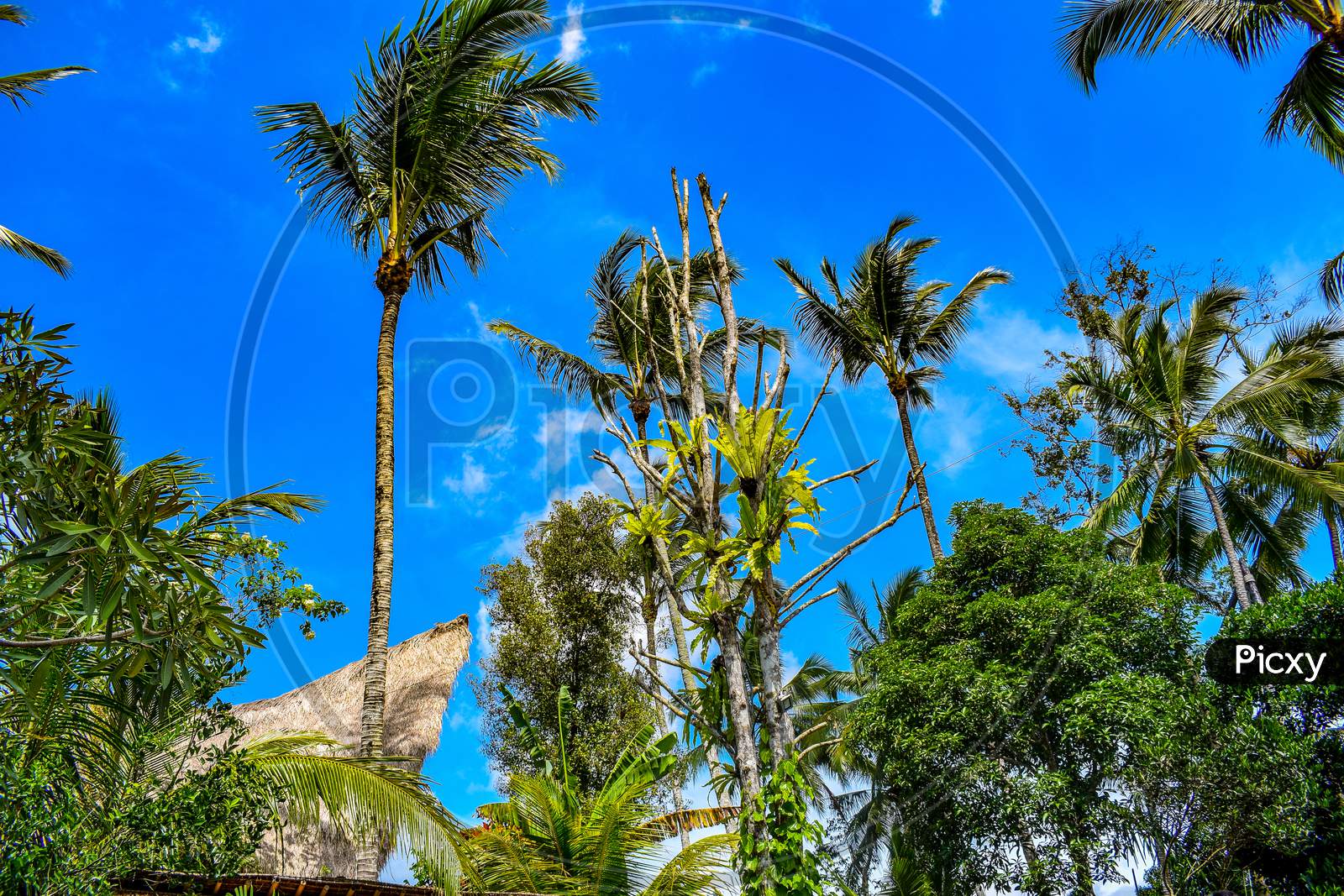 image-of-big-tree-with-branches-and-land-with-herbs-big-trees-in