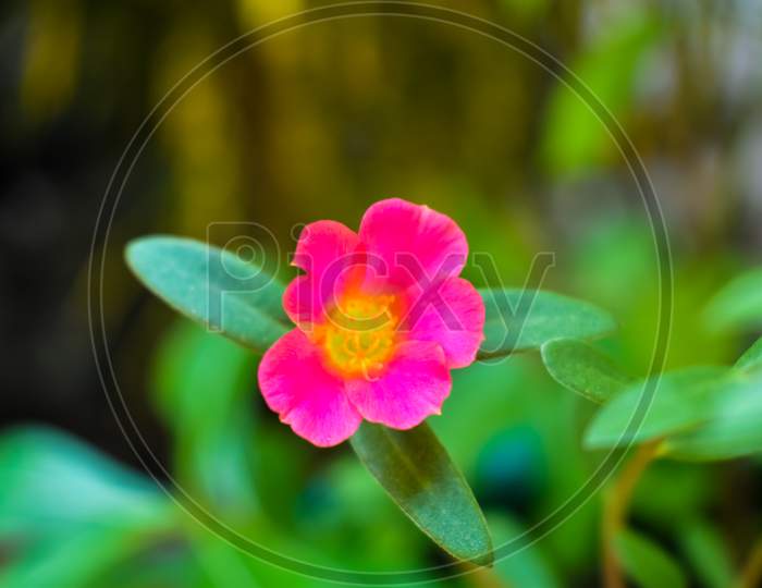 Beautiful Pink Flower On Garden.