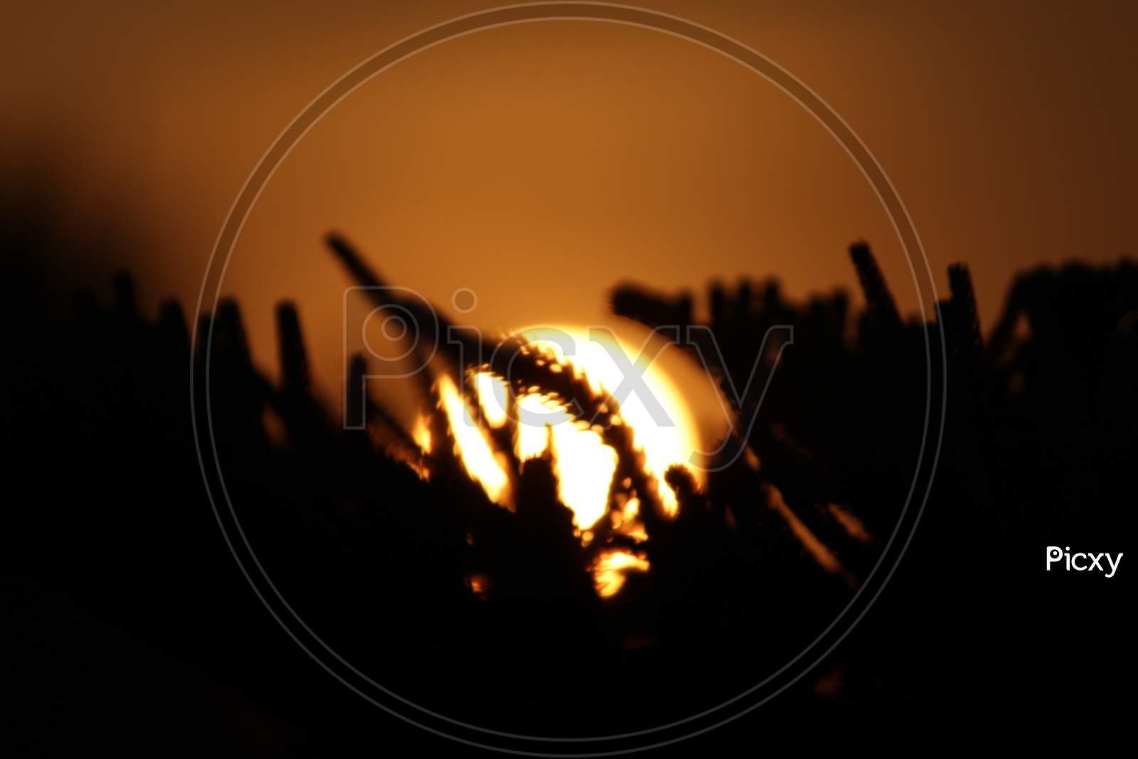 Silhouette of leaves with sun set and orange blurred background.