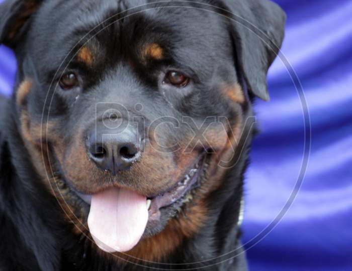 Yellow Black colored 'Rottweiler' Dog breed closeup while standing and panting.