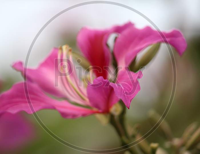 Common seasonal Asiatic pink lily with gradient touch flower closeup with blurred background.