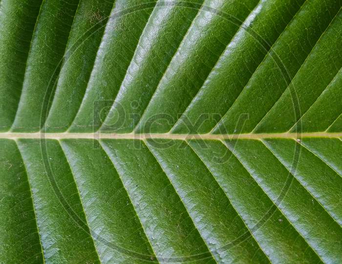 Detail Image Of A Fine Green Leaf