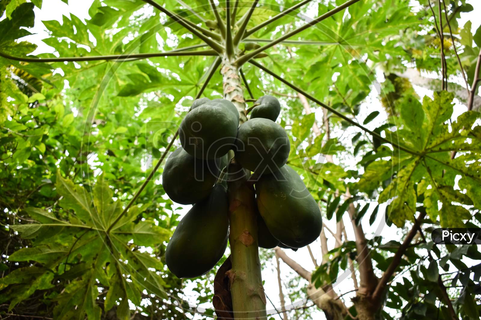 Organic Nature Fresh Green Raw Papaya On Tree