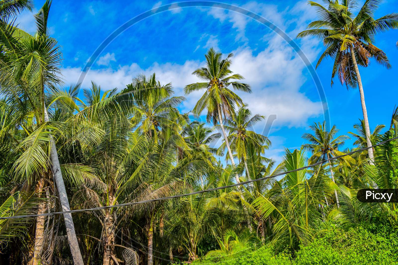 image-of-big-tree-with-branches-and-land-with-herbs-big-trees-in