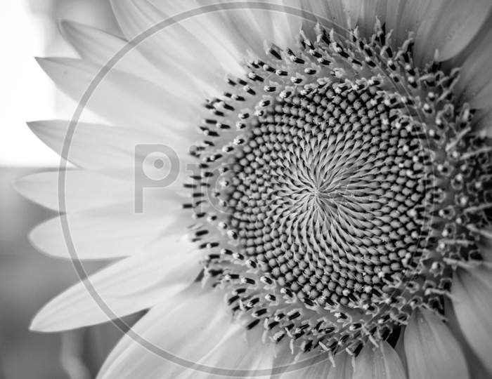 Black and white sunflower and fibonacci spiral, India