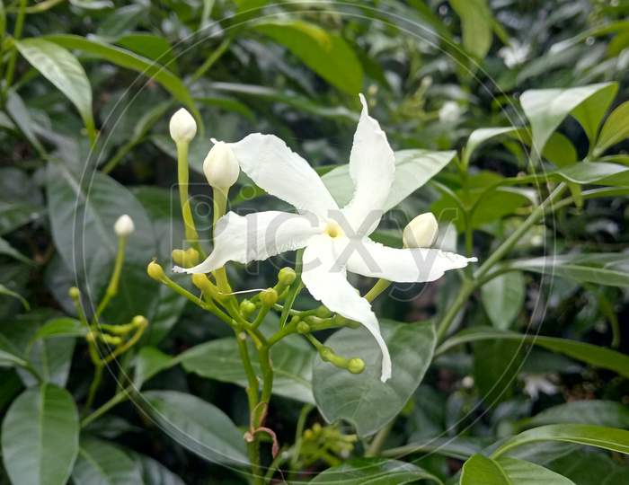 White local jasmine flowers beauty