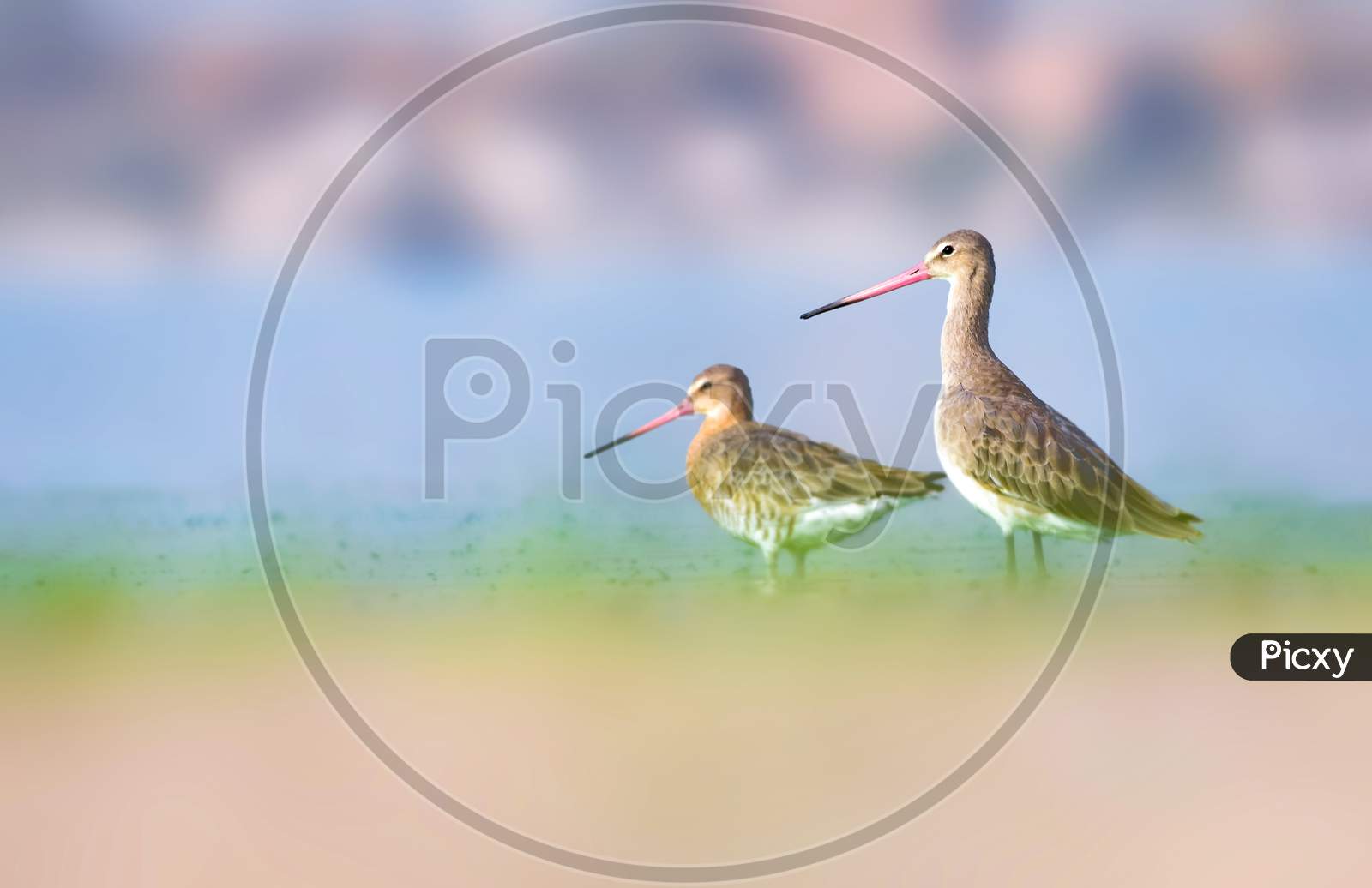 Black-Tailed Godwit Along With Pair