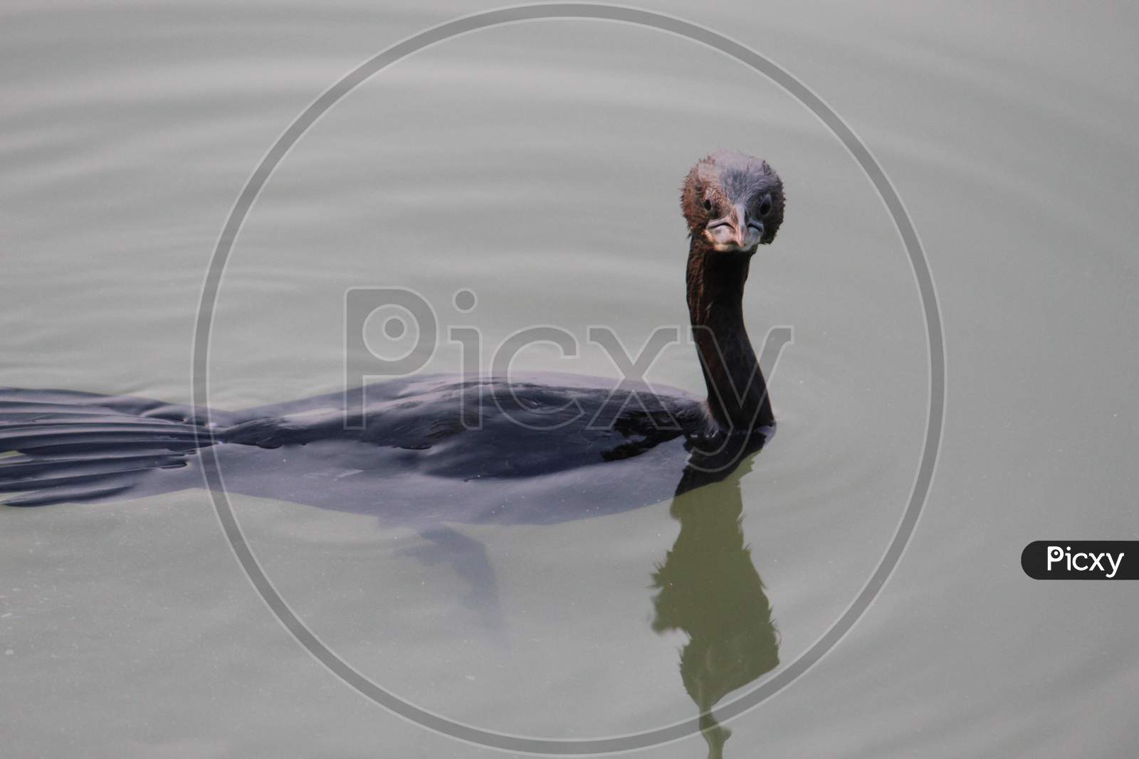 A little black cormorant or Phalacrocorax bird swimming on water under sun.