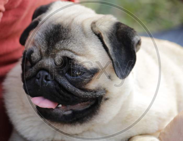 Golden Brown colored 'Pug' dog breed closeup while yawning.