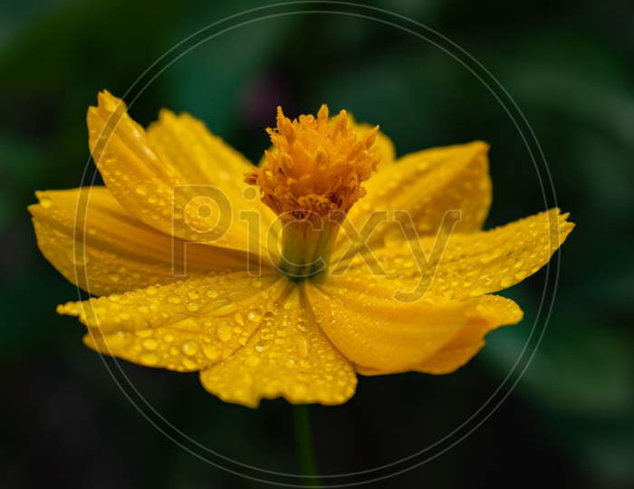 Water drops on yellow Cosmos flower, India