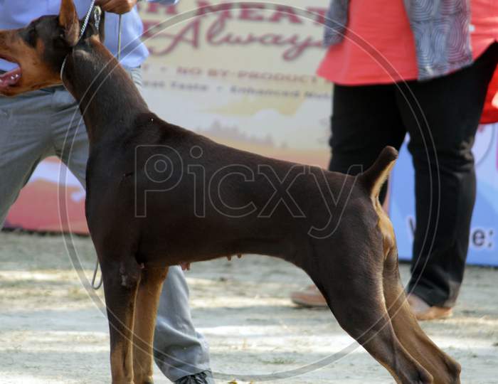 Kolkata, West Bengal/India - February 3, 2018: Black brown colored 'doberman pinscher' dog preparation before a 'Dog Show' organise by 'Madhyamgram City of Joy Kennel Club' at Madhyamgram, N.24 PGS.