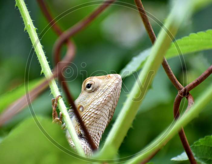 Chameleon - Common Indian Lizard (Girgit) perched on a fence - Metal cage close-up shot on a green background.