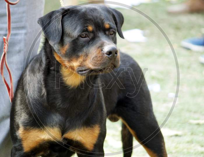 Yellow Black colored 'Rottweiler' Dog standing and looking away on a field.