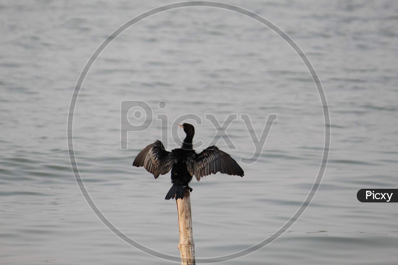 A little black cormorant or Phalacrocorax bird sitting on a dry stick above water and drying it's wet wing