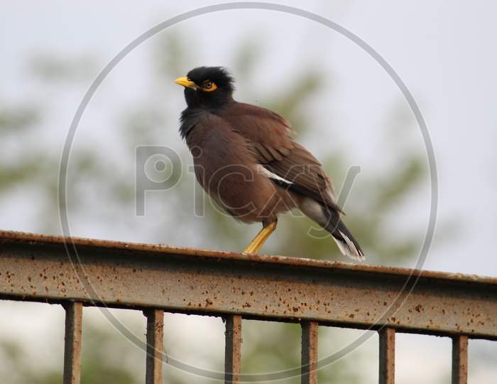 Common myna bird or Shalik Pakhi or Indian mynah sitting on a iron barrier