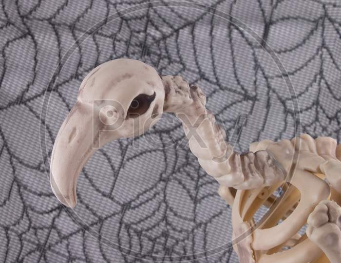 Vulture skeleton close up of neck and head with cobweb background
