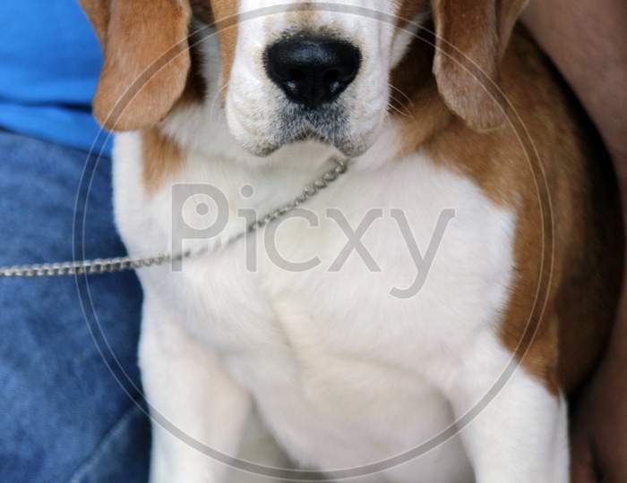 Brown White colored 'Beagle' Dog sitting with closeup view.