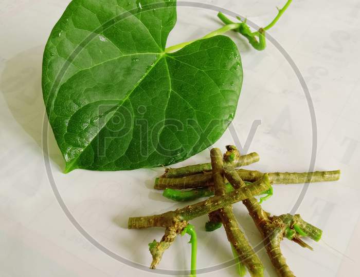 Ayurvedic Herb Giloy Leaf And Stems
