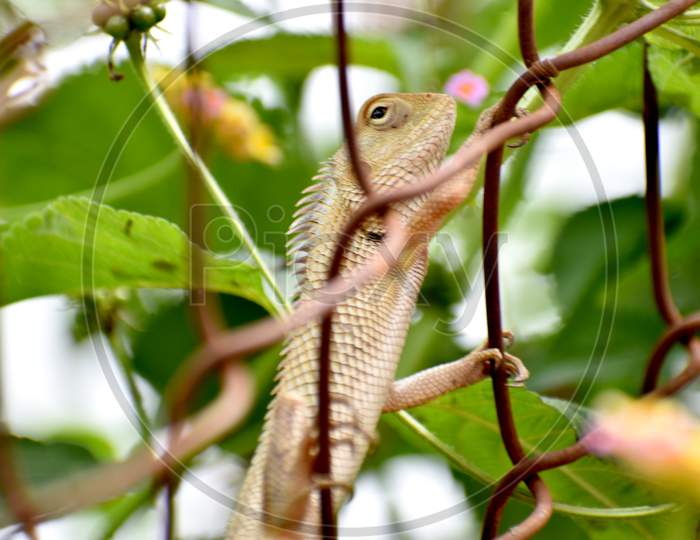 Chameleon - Common Indian Lizard (Girgit) perched on a fence - Metal cage close-up shot on a green background.
