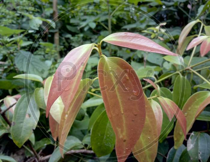 Cardamom baby pink redish leaf