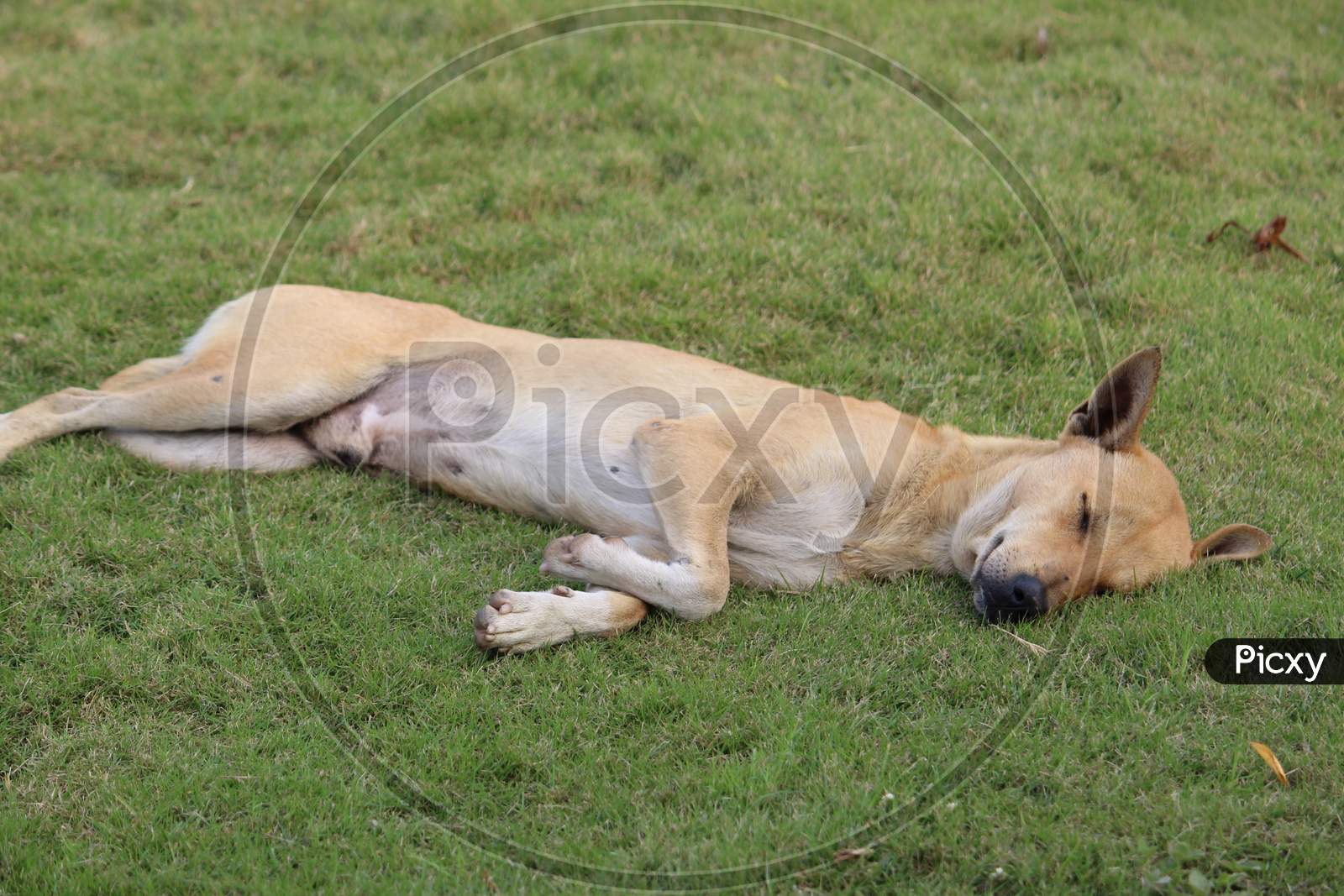 Indian pariah dog or Indian native dog or Indian street Dog is sleeping and resting on a soft green grass on a sunny day.