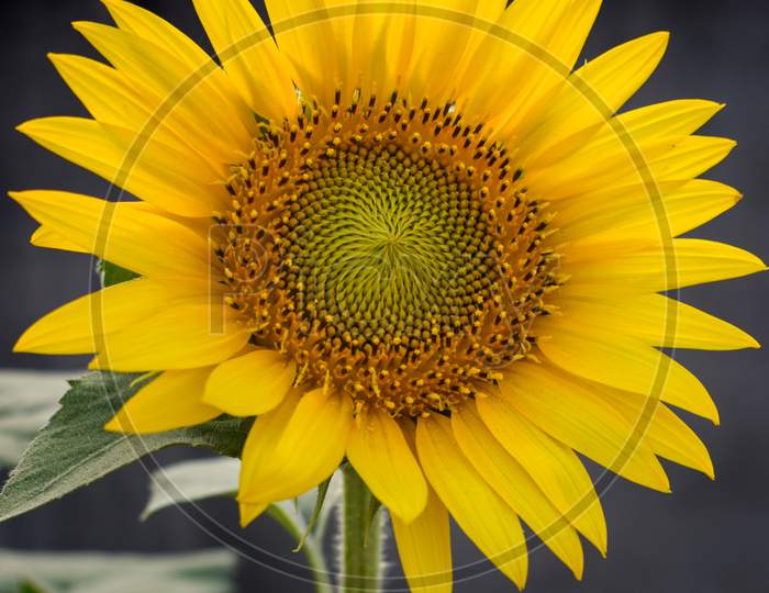 Single Yellow Sunflower Close up, India