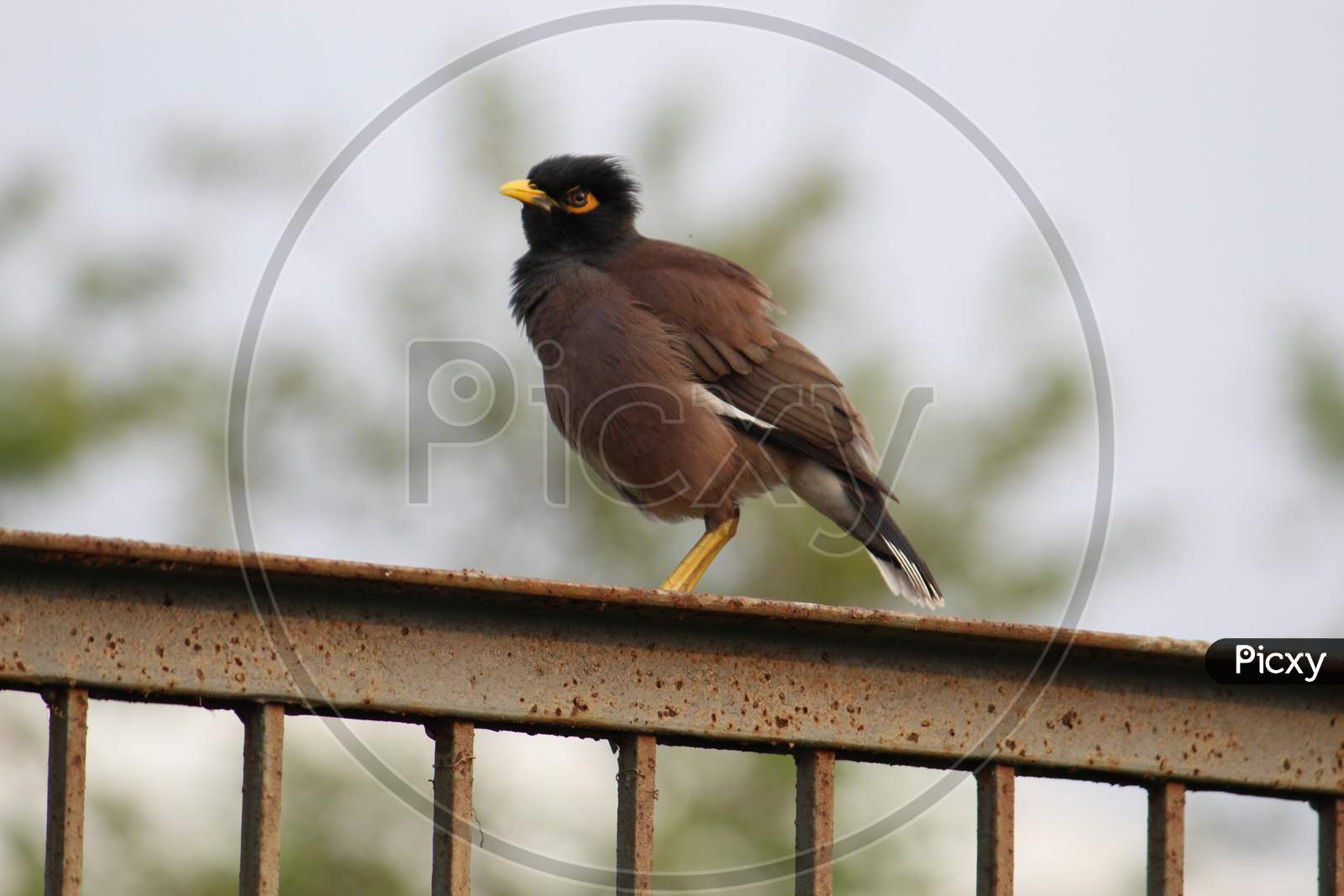 Common myna bird or Shalik Pakhi or Indian mynah sitting on a iron barrier