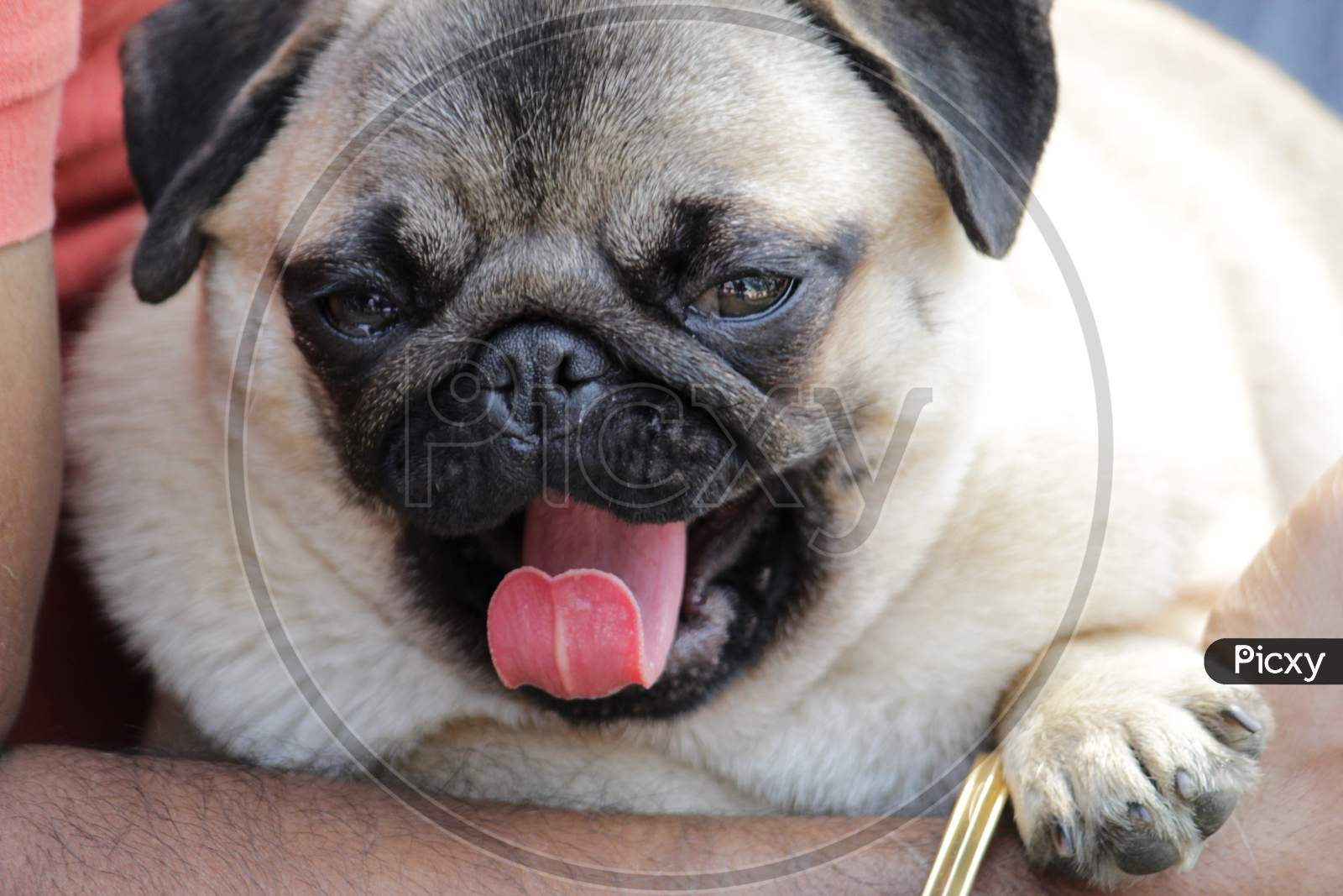 Golden Brown colored 'Pug' dog breed closeup while yawning.