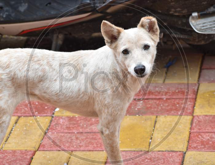 Indian street stray dog With Ears Straight Upwards and very close Frowned With Anger looking at camera with blurry background