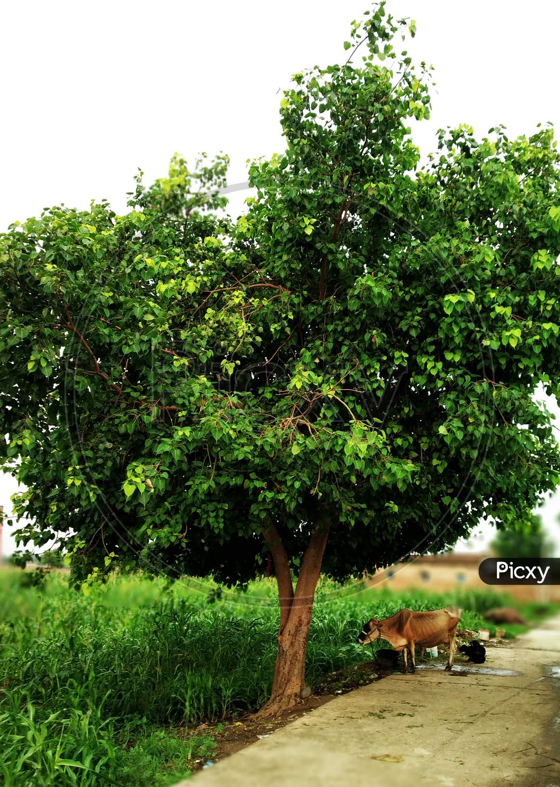 It is peepal tree, its leaves are green in color, there is a red orange cow under it, there is a black goat and in the background there are fields waving with green crops, road hai this very beautiful netural pic hai