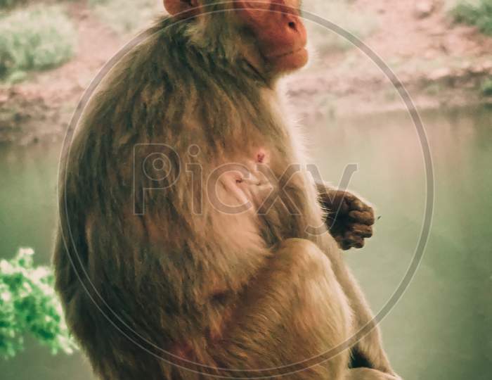 Photography of Monkey