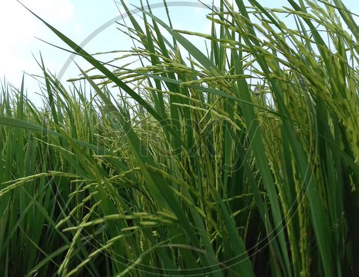 Green Rice farm - image