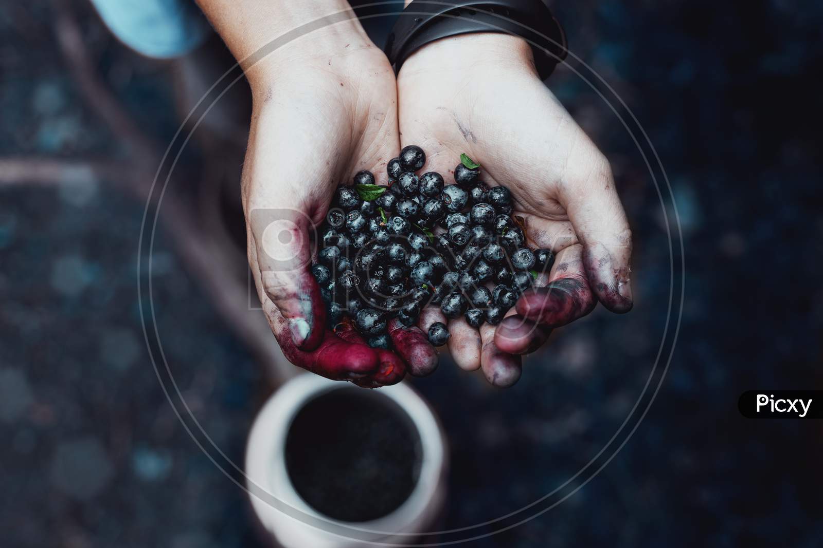 Hands full of berries.