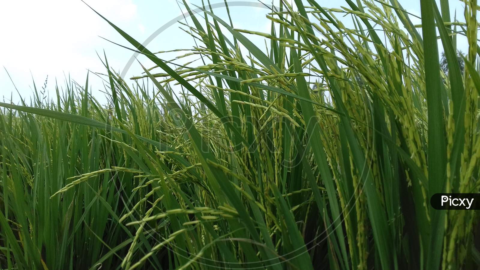 Green Rice farm - image