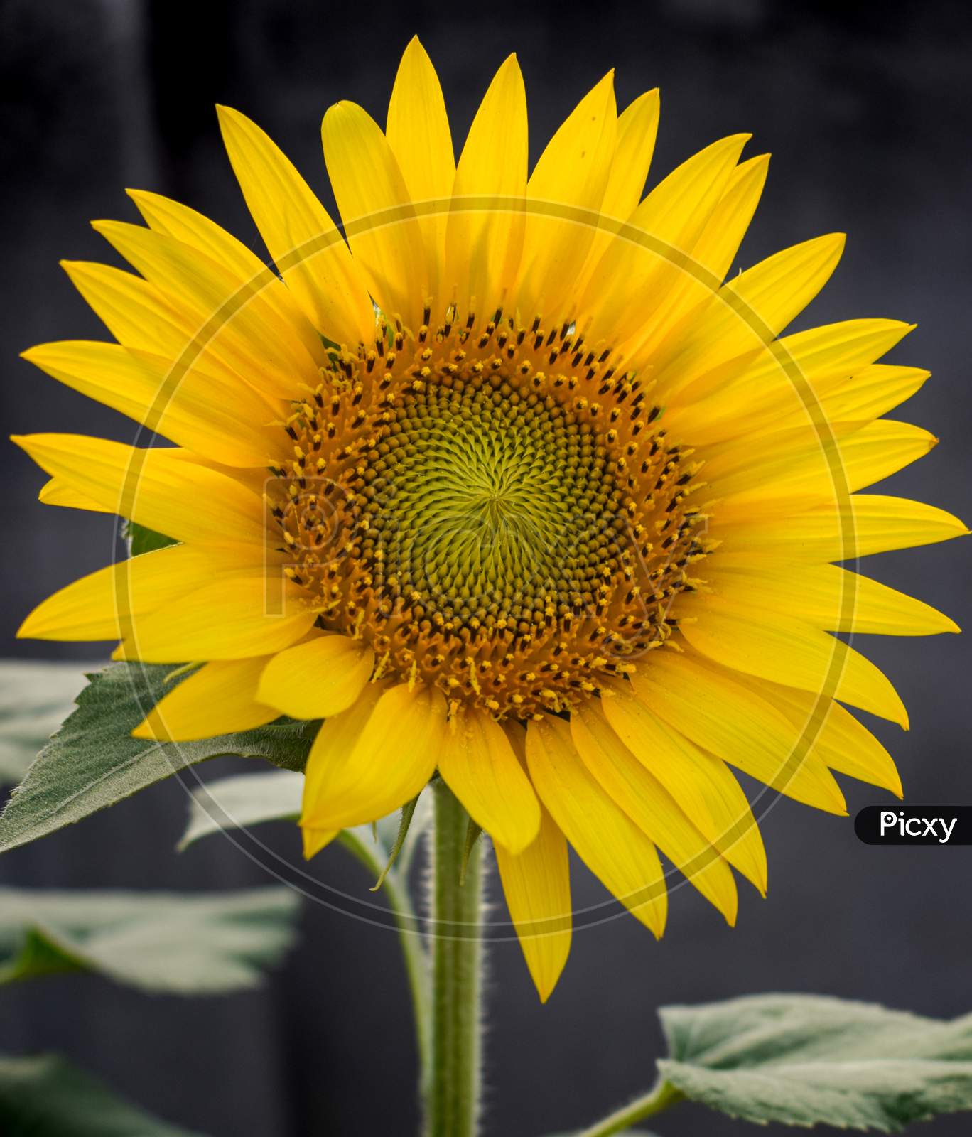 Single Yellow Sunflower Close up, India