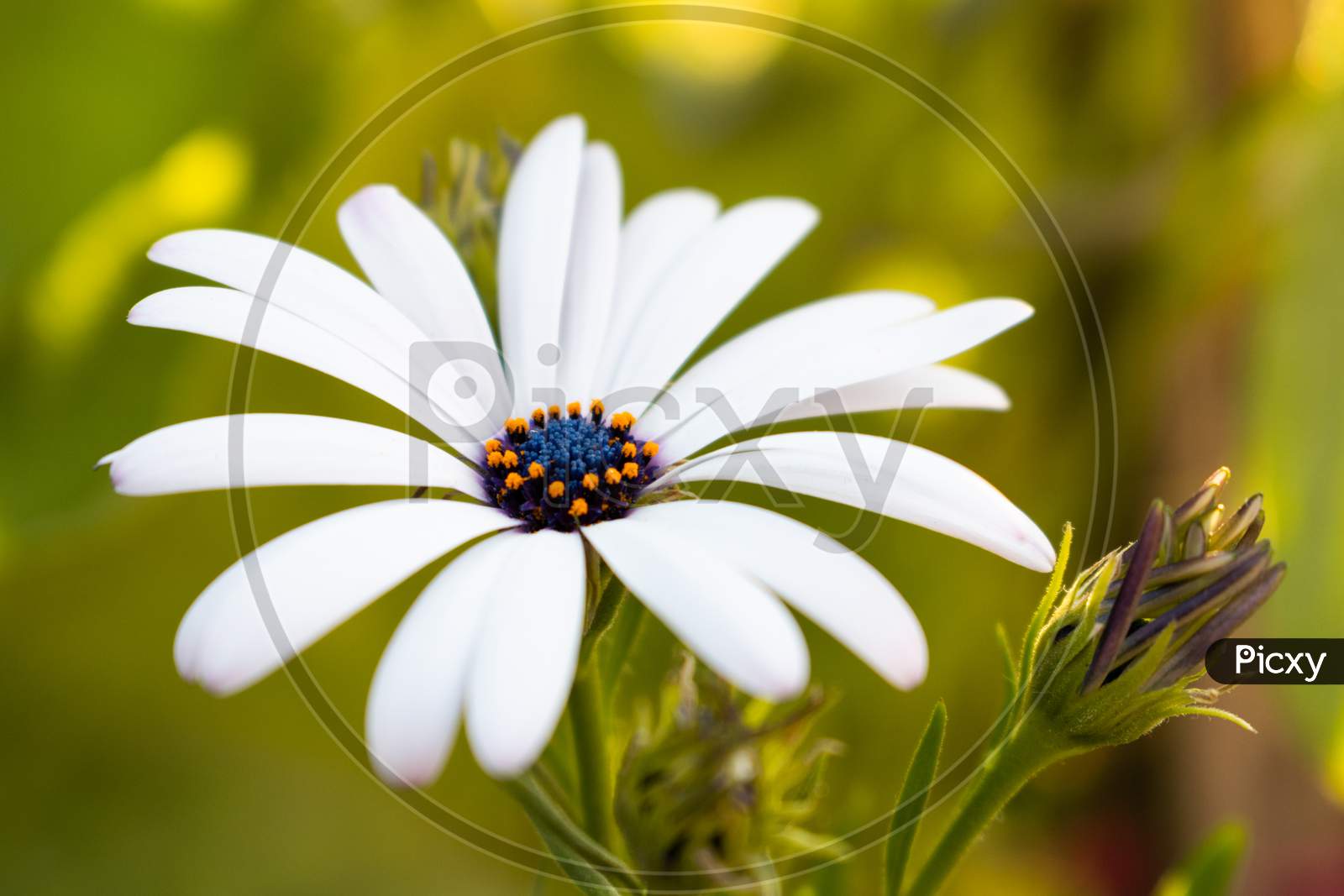 White African daisy flower with blur green background, India