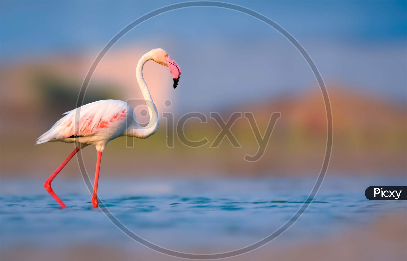 Greater Flamingo Bird Wading In Lake On Dusky Evening