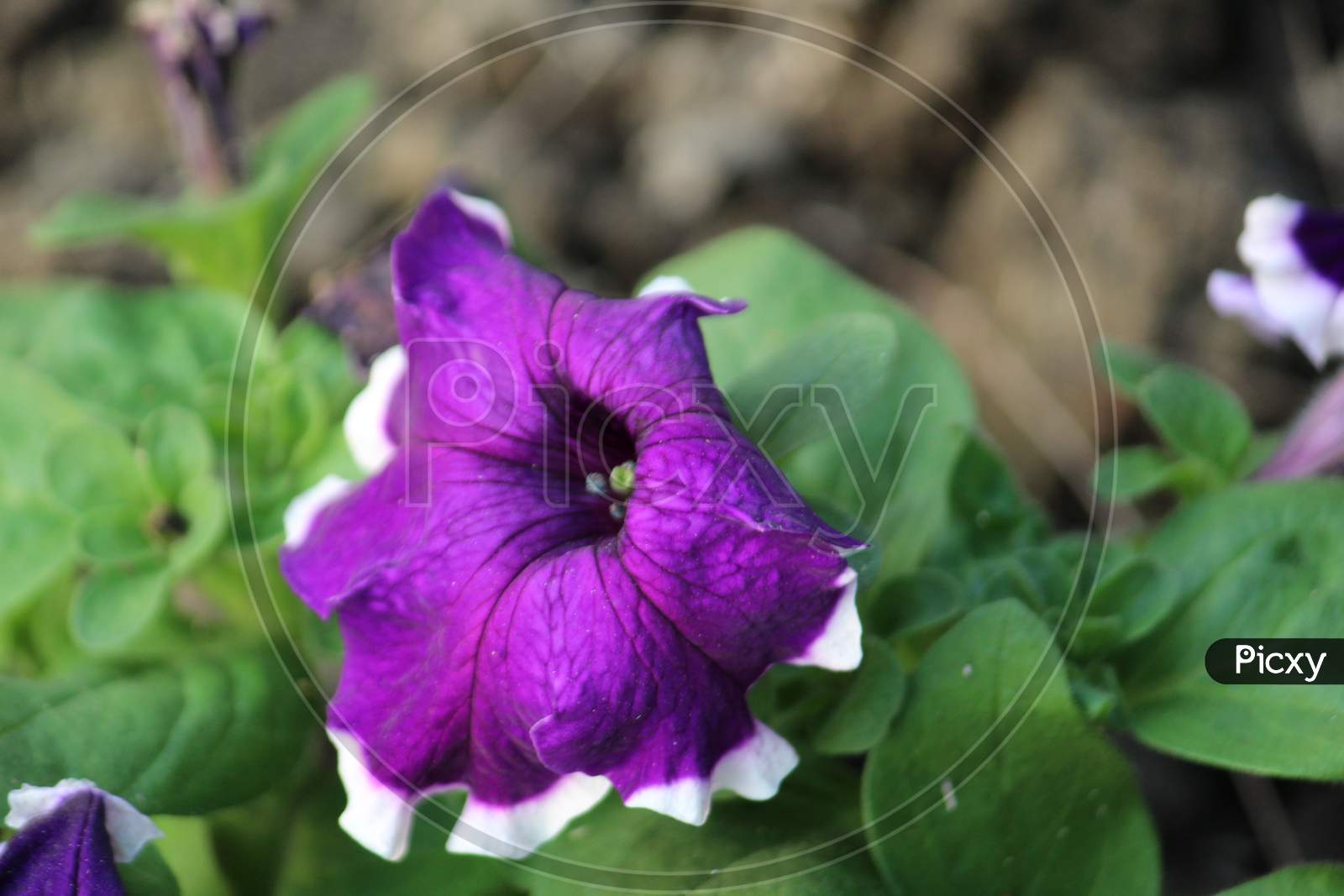 Purple White Petunia with green leaves on a bright sunlight.
