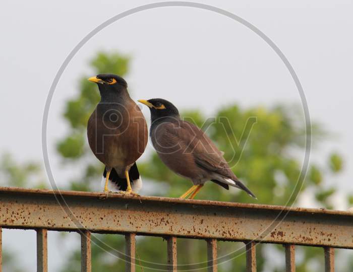 Pair of common myna bird or Shalik Pakhi or Indian mynah sitting on a iron barrier